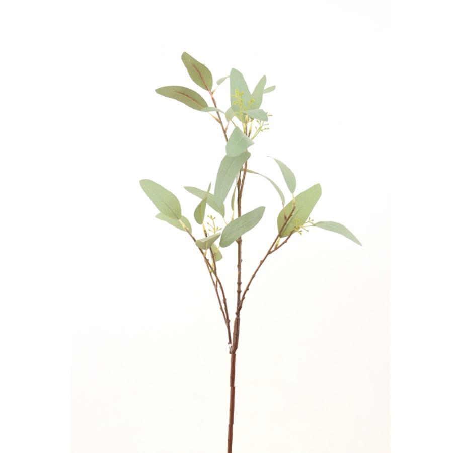 Green Willow Eucalyptus - Short