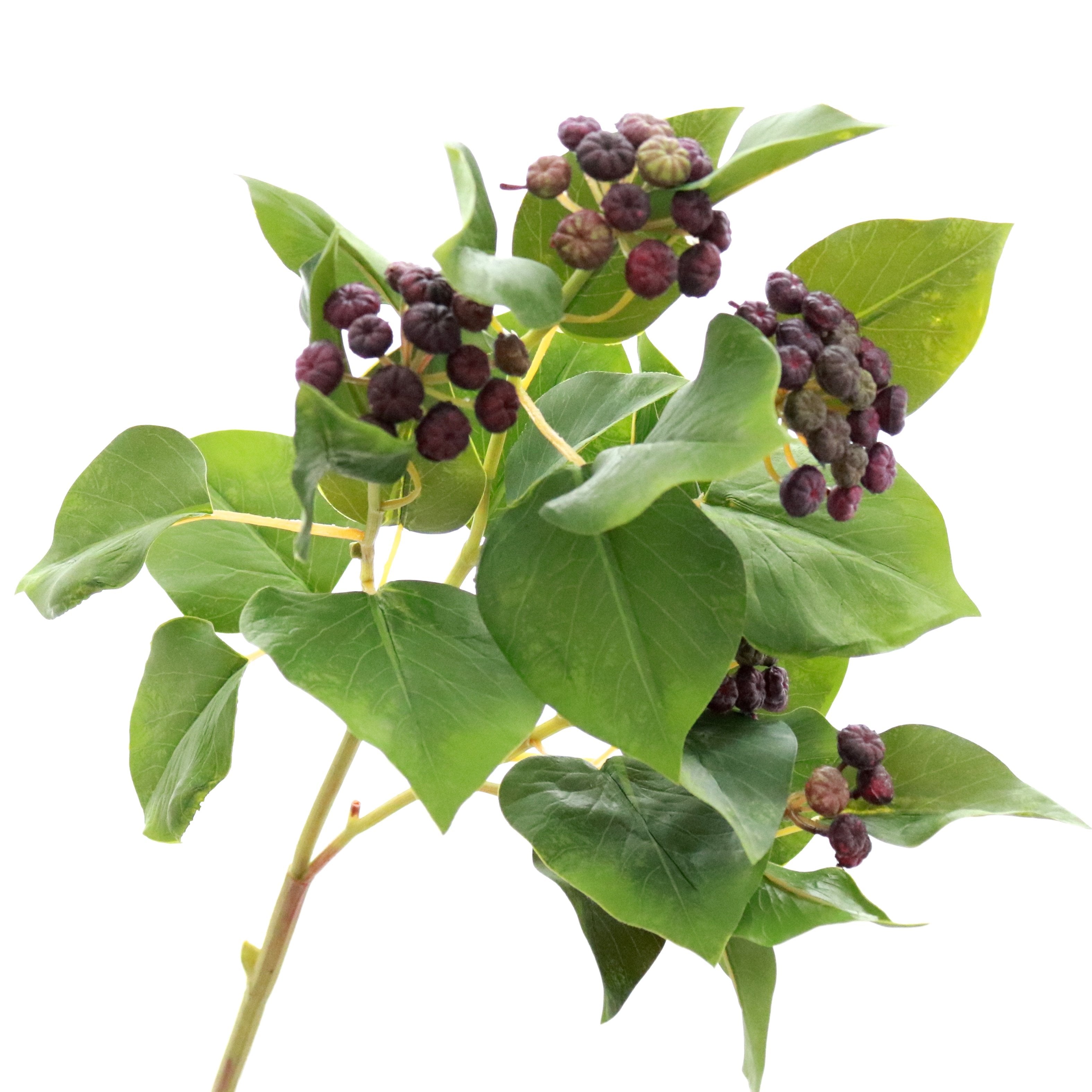 Green Ivy with Purple Berries - No.42 Interiors