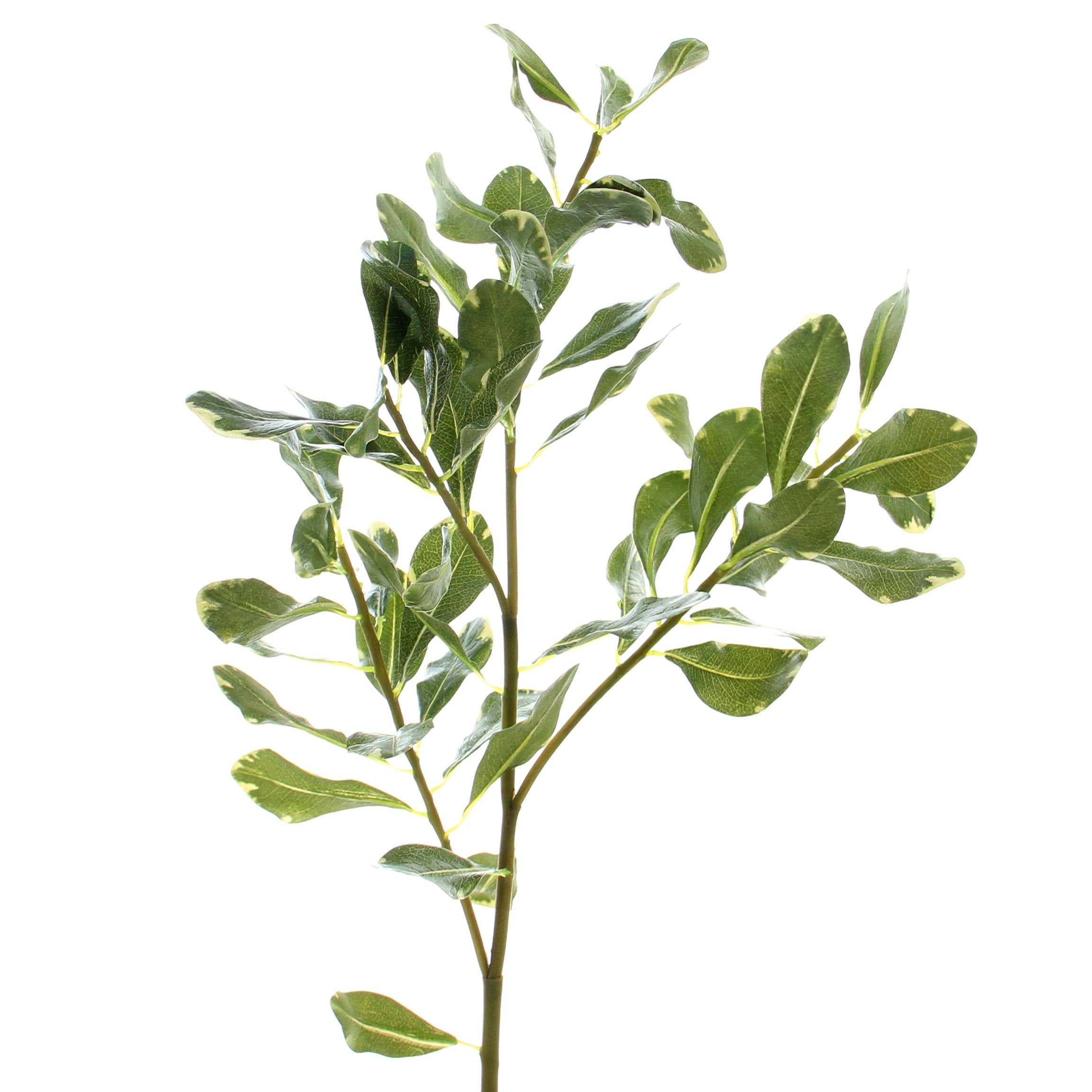 Green Pittosporum Leaf