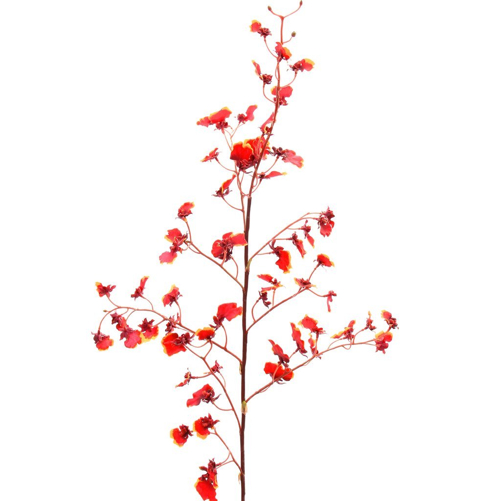 Red Oncidium Stem