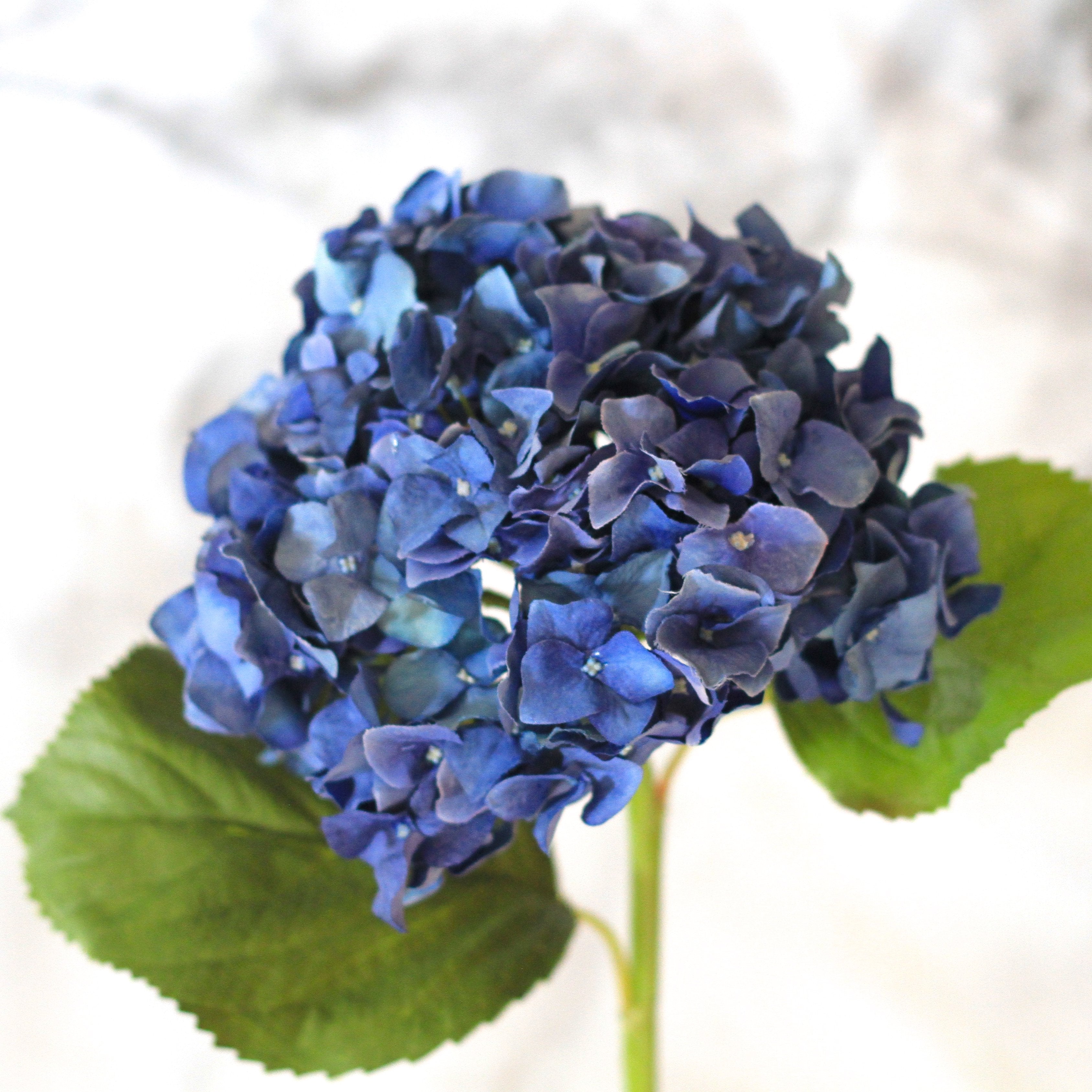 Blue Dried Hydrangea