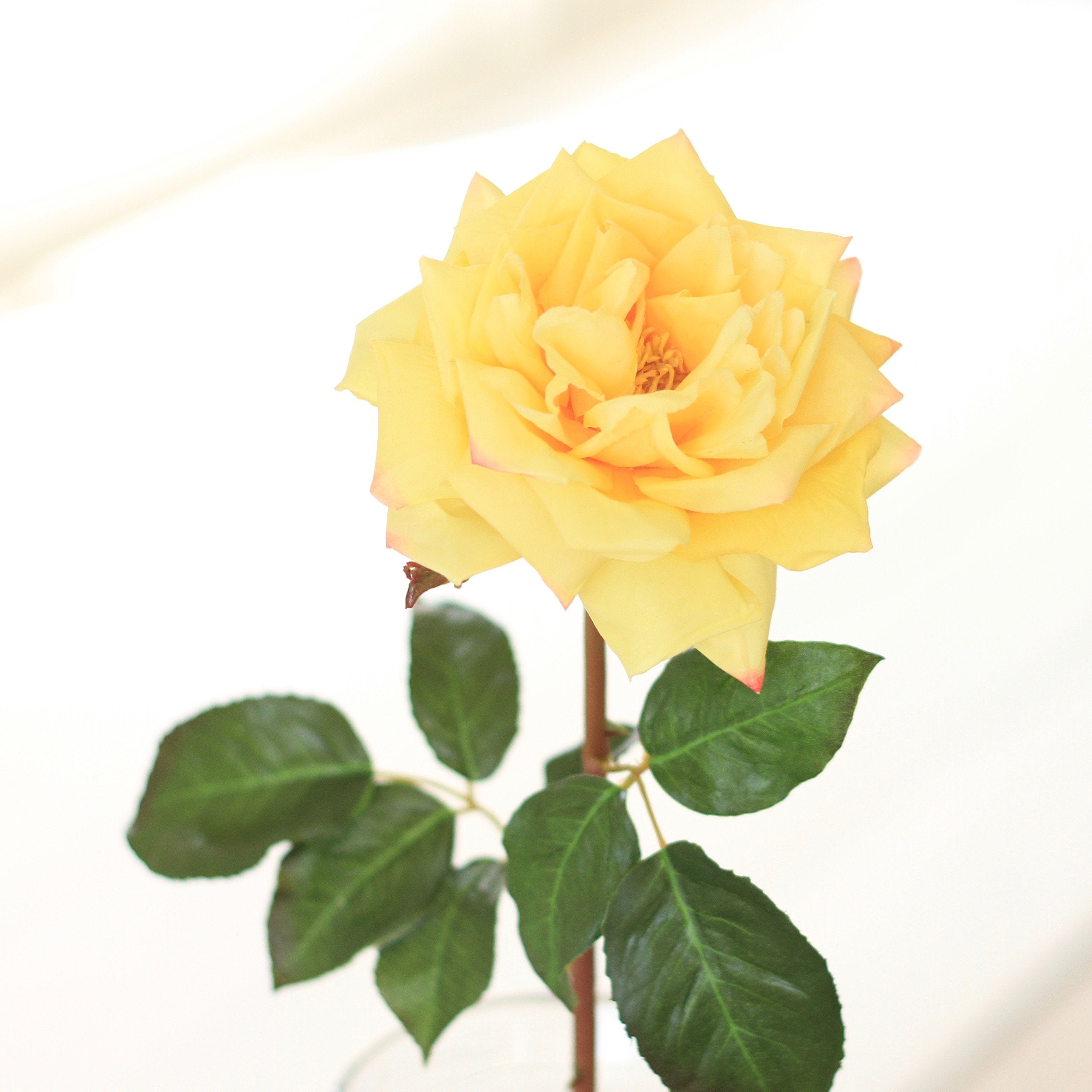 Yellow Garden Rose
